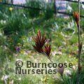 SORBUS sargentiana  